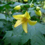Kirengeshoma palmata - Afbeelding 3