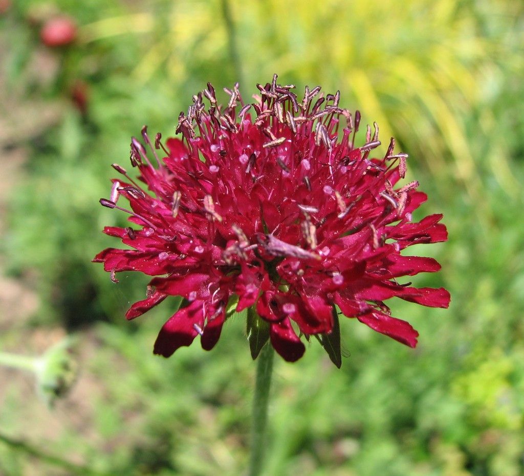 knautia