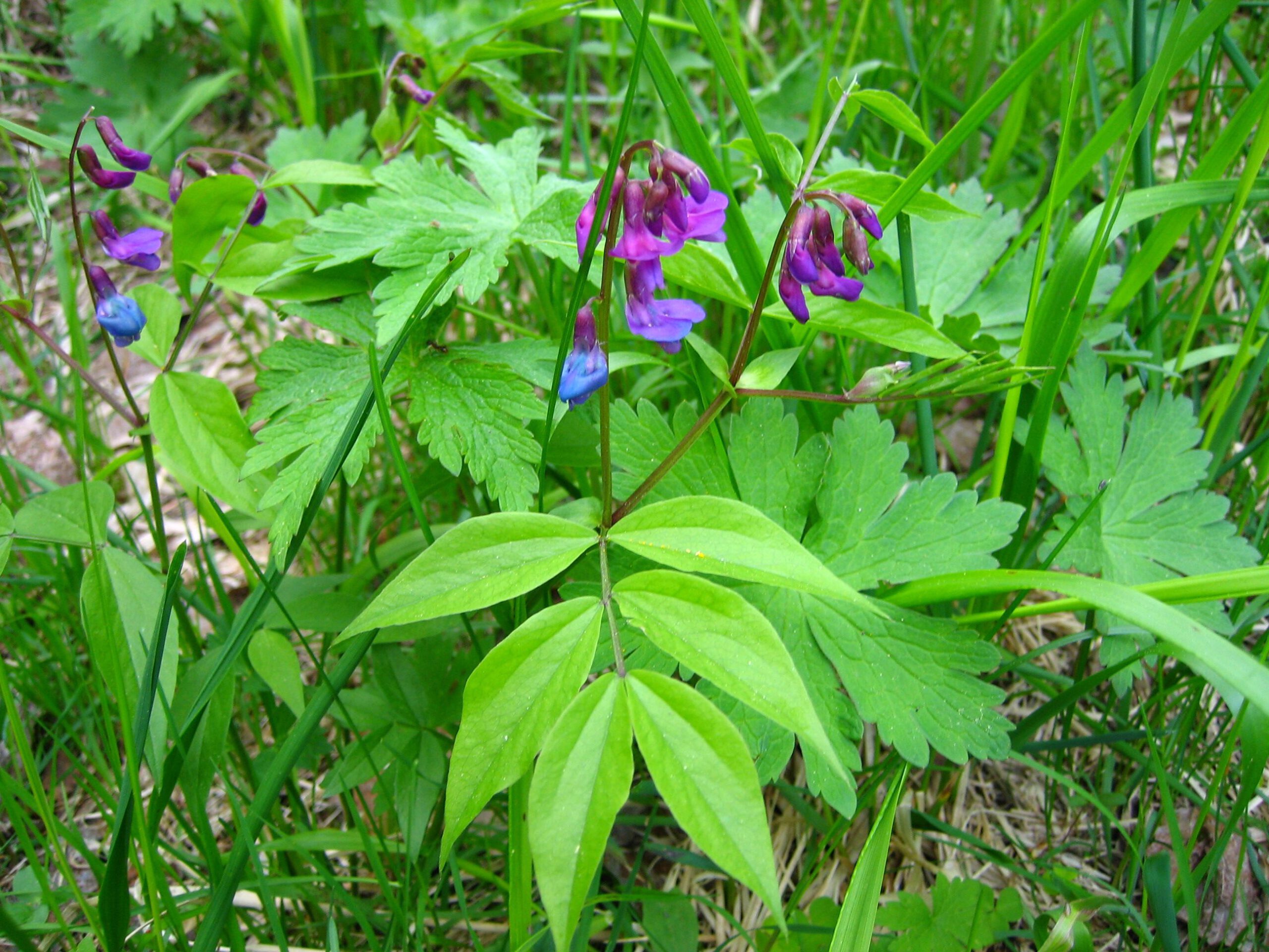 Lathyrus vernus - Afbeelding 2