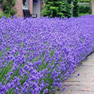 Lavandula ang. 'Munstead'
