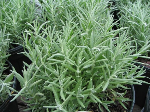 Lavandula angustifolia ‘Muntstead’ - Afbeelding 3