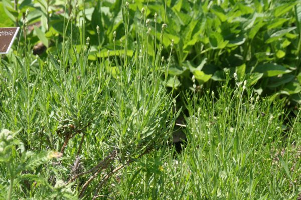 Lavandula angustifolia ‘Muntstead’ - Afbeelding 2