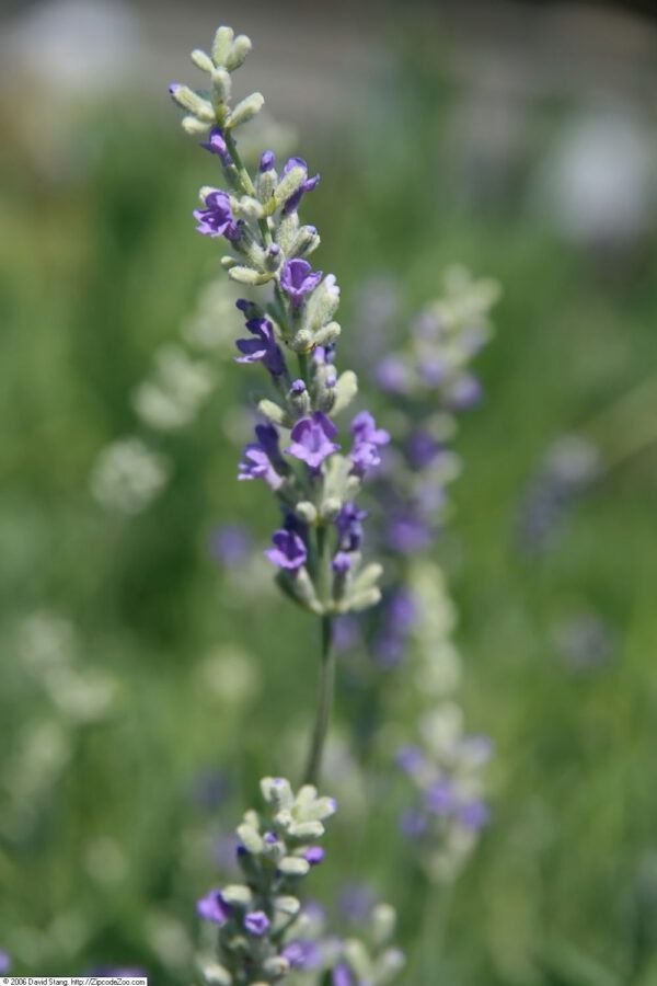 Lavandula angustifolia ‘Muntstead’