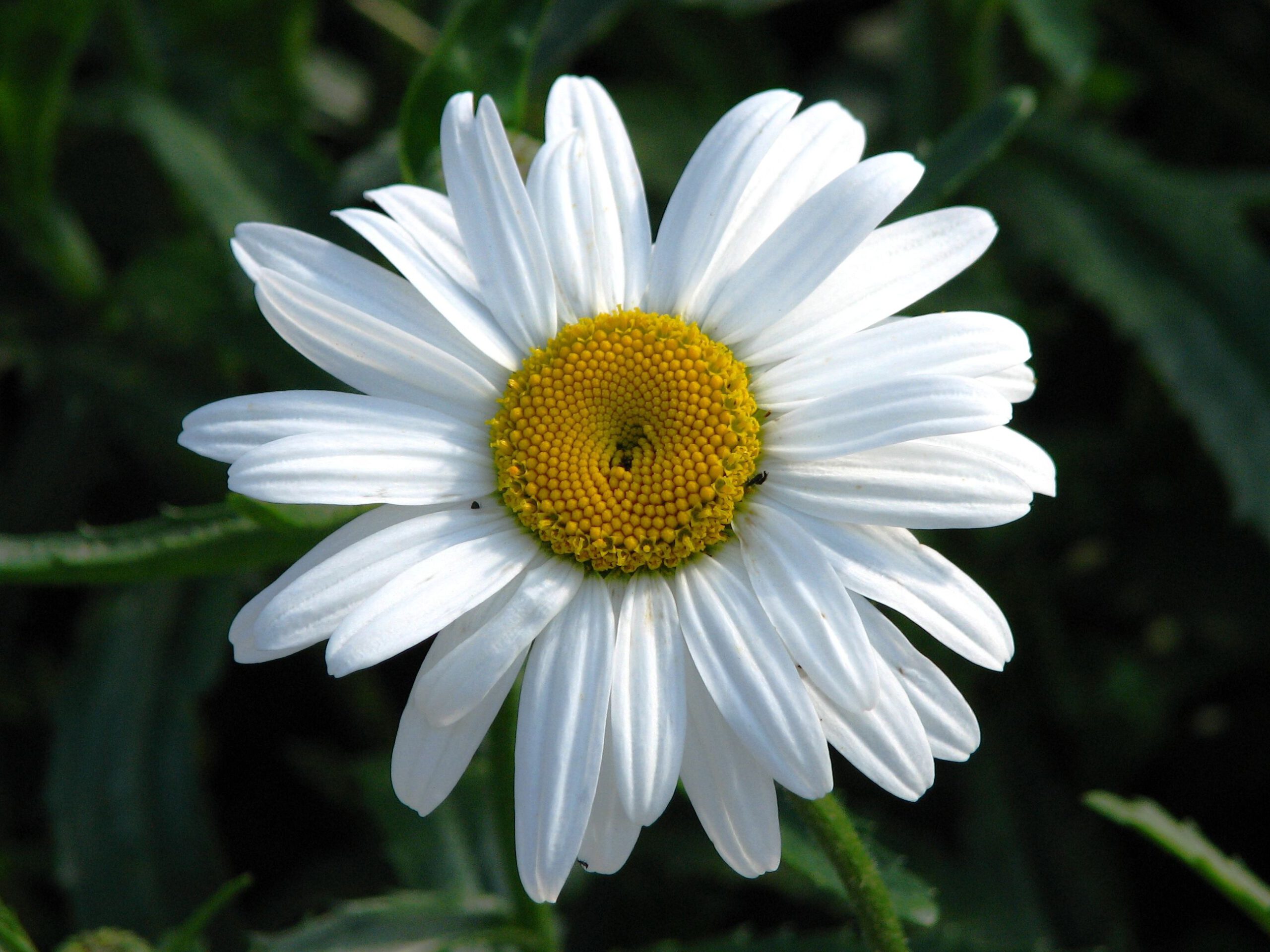 Leucanthemum ‘Silberprinzesschen’ - Afbeelding 2