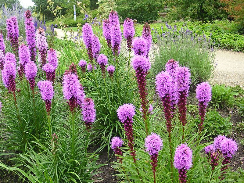 Bestel Liatris spicata voordelig bij Plantenweelde