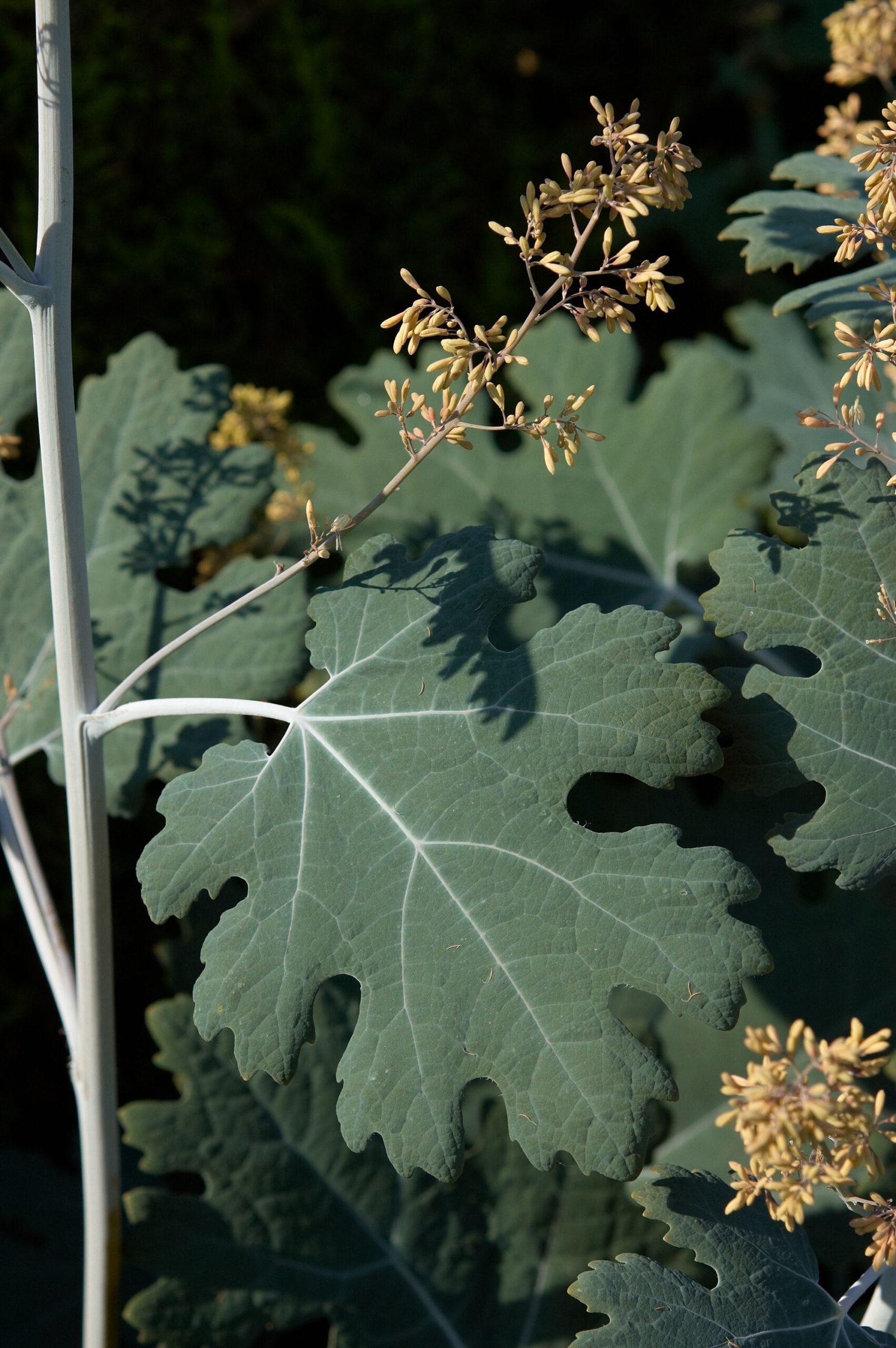 Macleaya cordata - Afbeelding 2