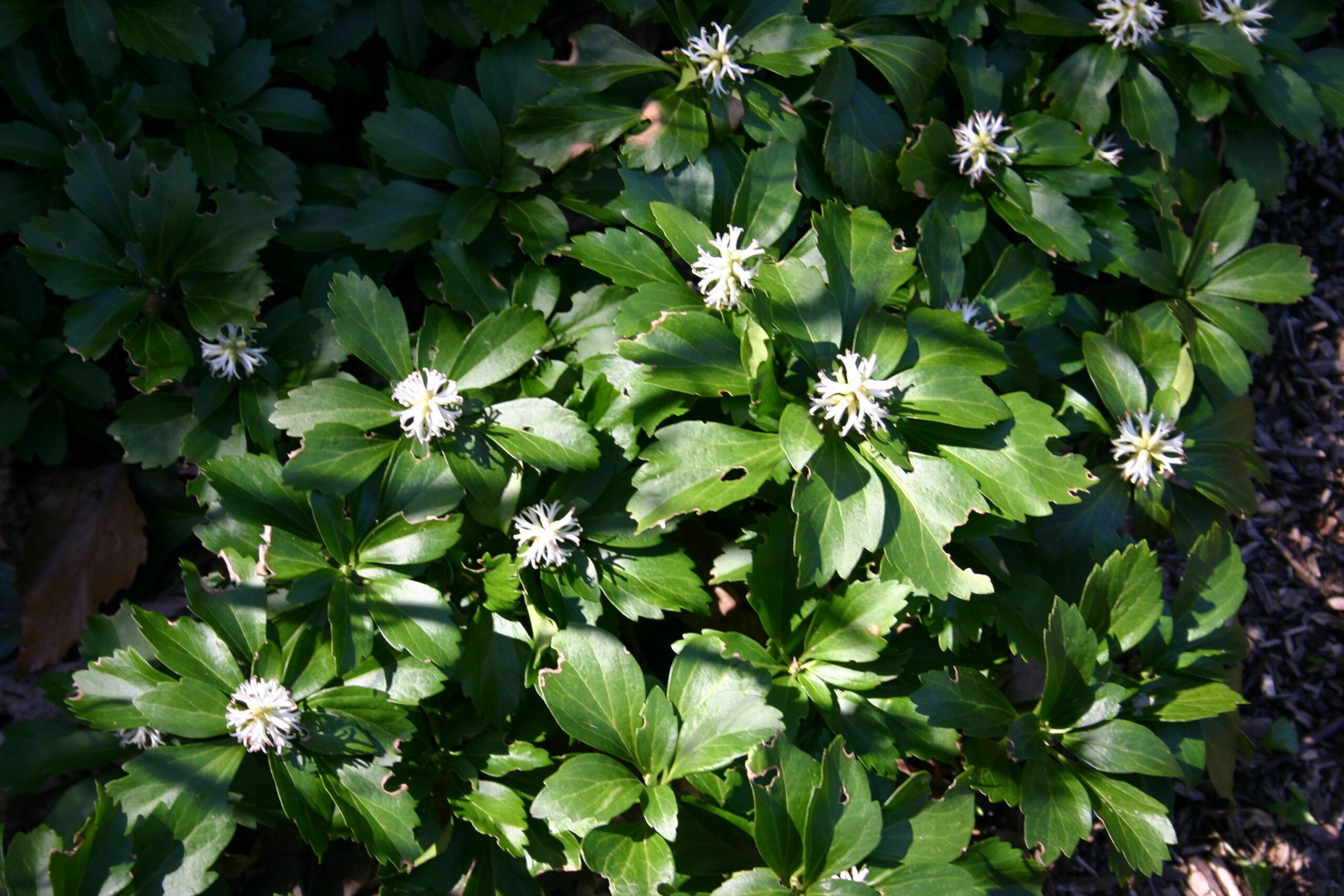 Pachysandra terminalis - Afbeelding 2