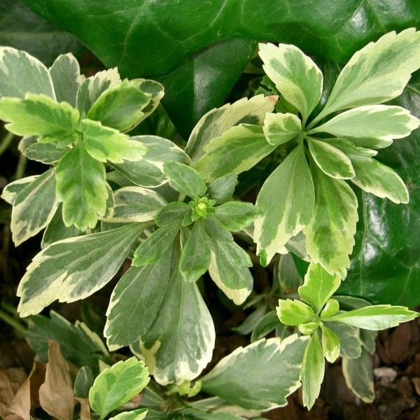 Bestel Pachysandra terminalis voordelig bij Plantenweelde