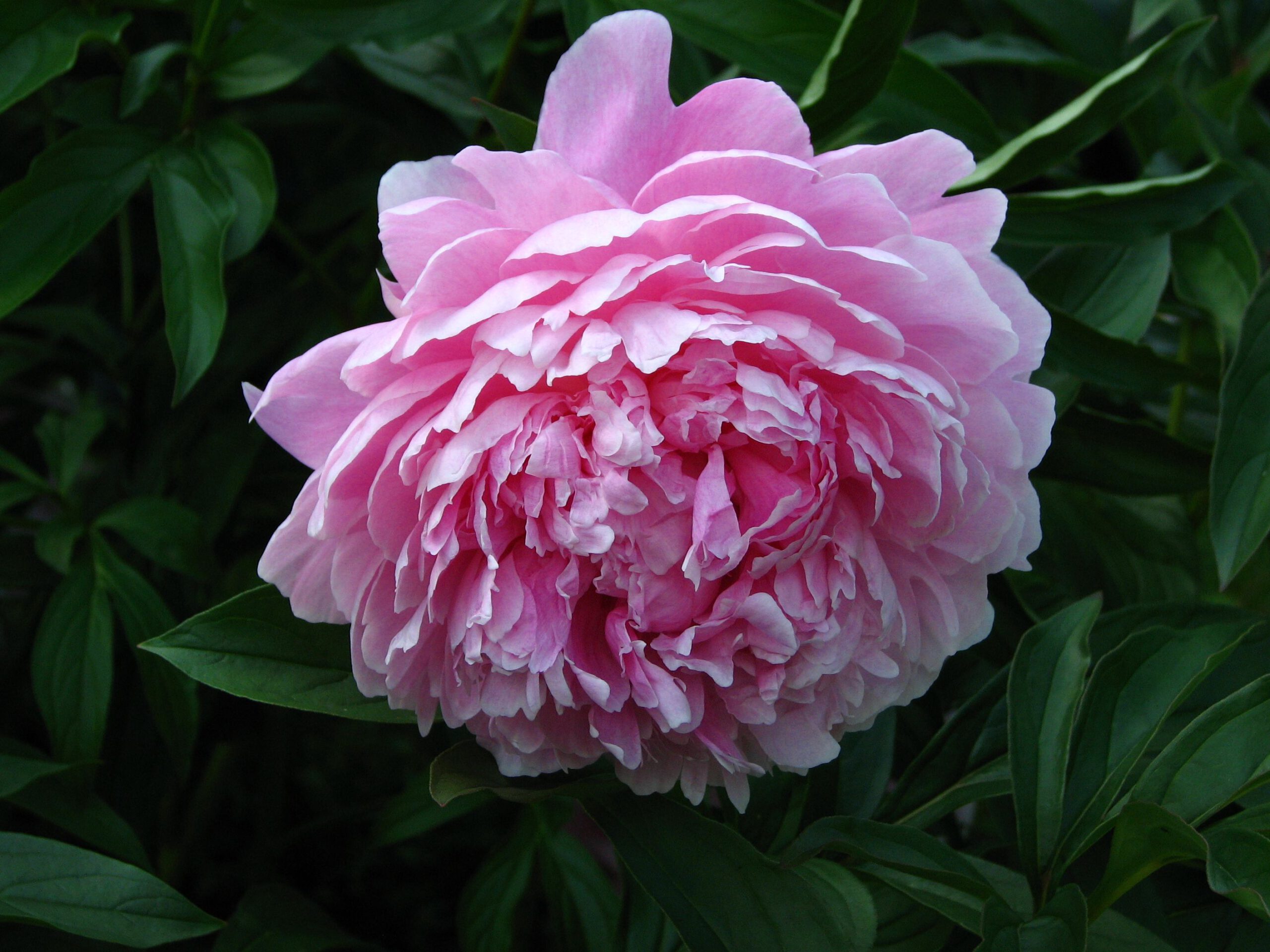 Paeonia ‘Sarah Bernhardt’ - Afbeelding 2