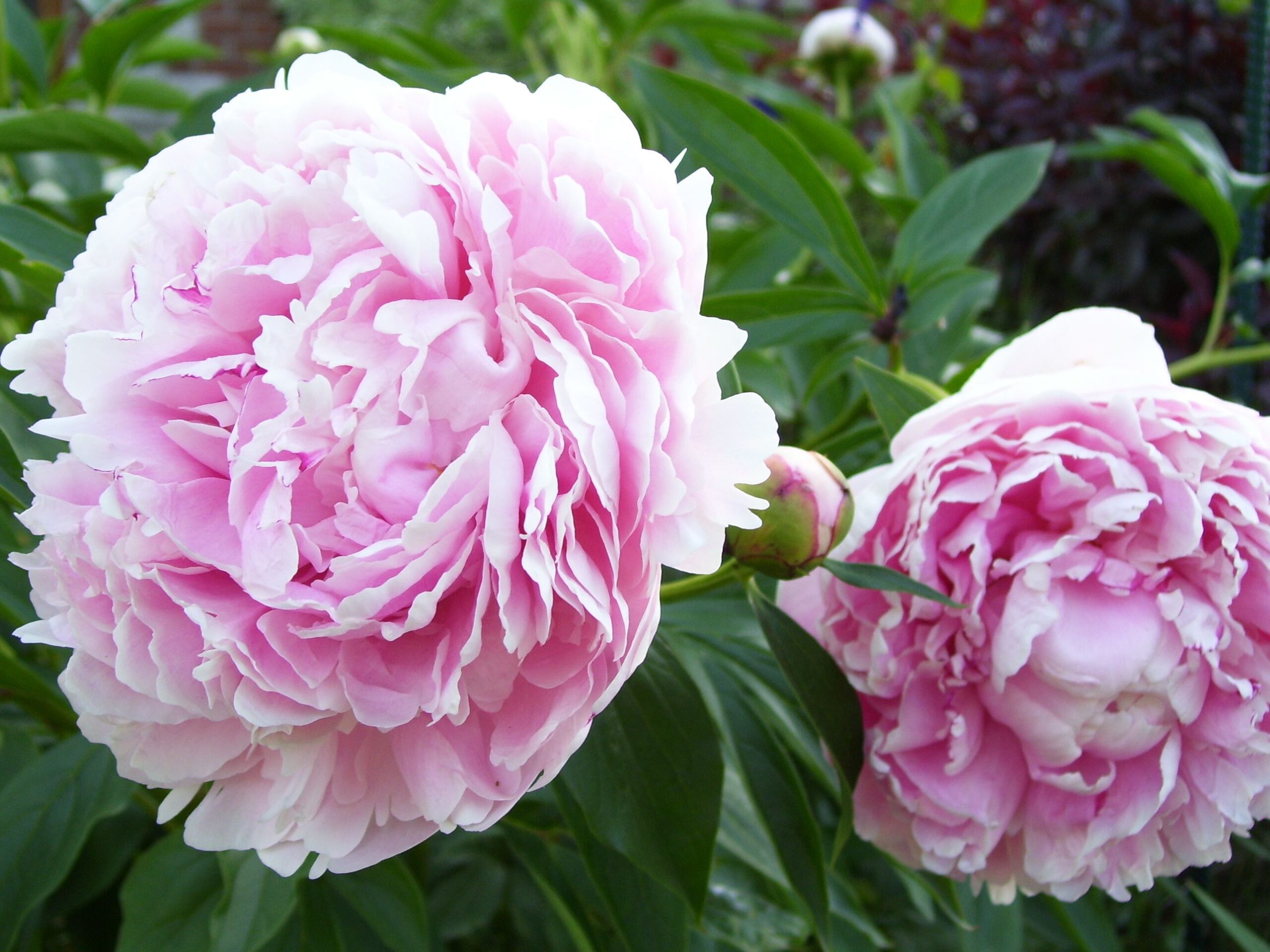 Paeonia ‘Sarah Bernhardt’ - Afbeelding 3