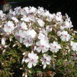 Phlox subulata 'Amazing Grace' - Afbeelding 3