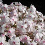 Phlox subulata 'Amazing Grace'