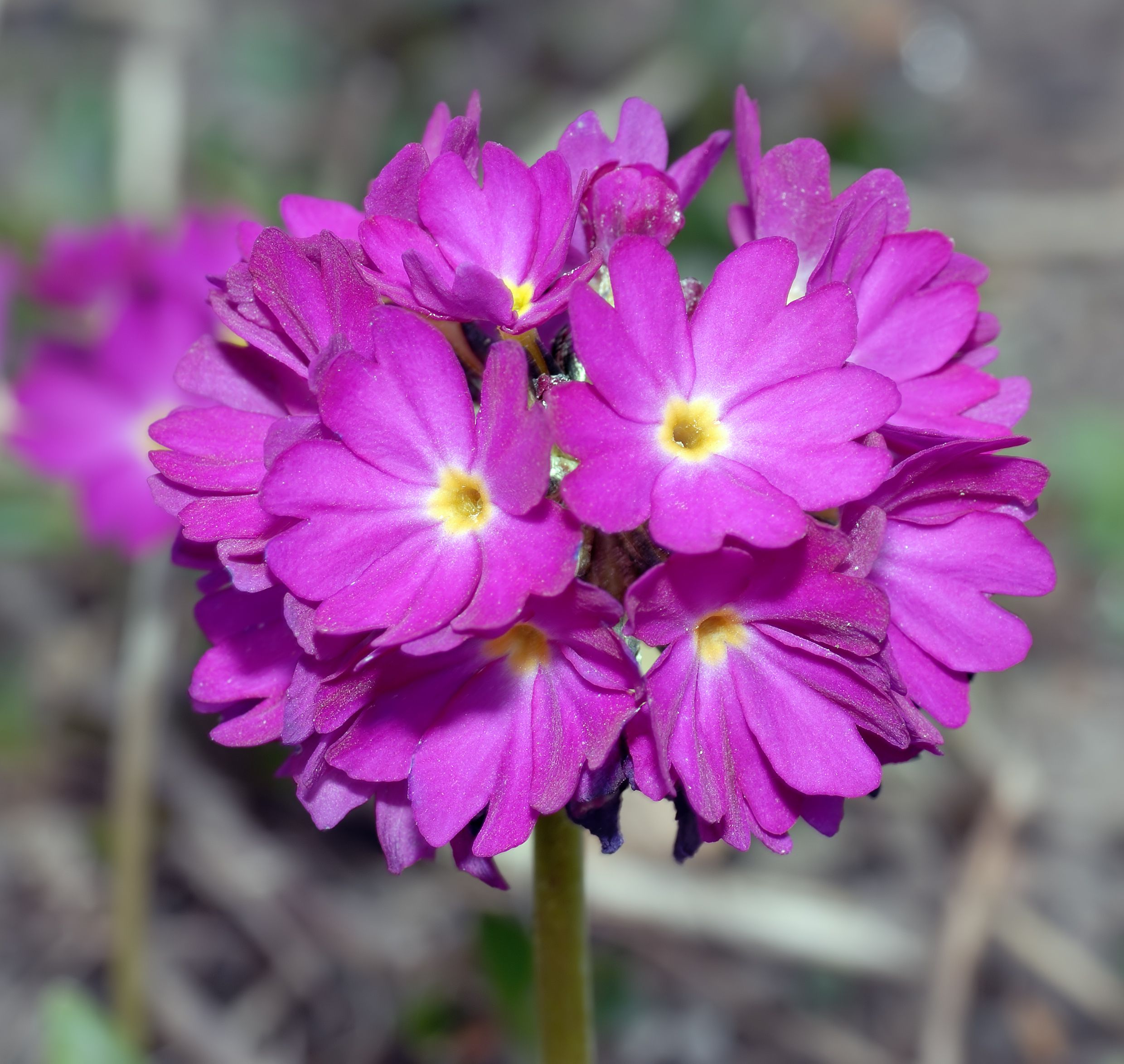 primula