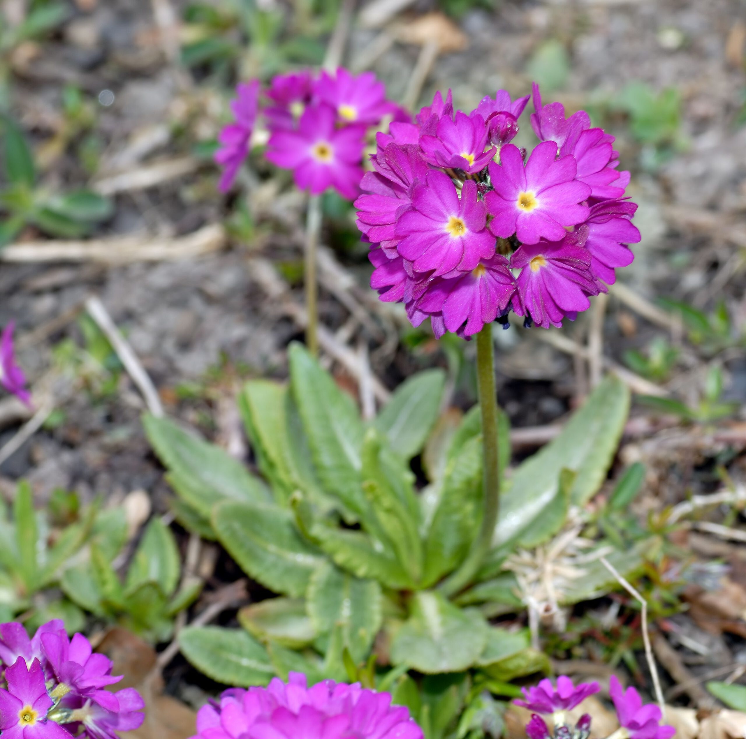 Primula denticulata - Afbeelding 2