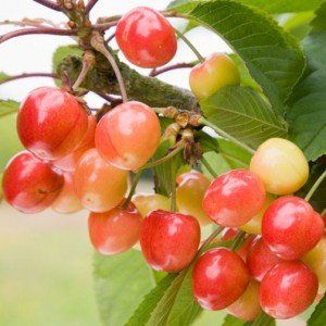 Prunus avium ‘Big. Napoleon’