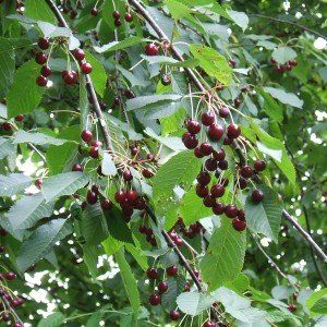 Prunus avium ‘Sunburst’