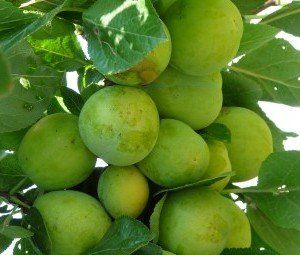 Prunus ‘Ontario’