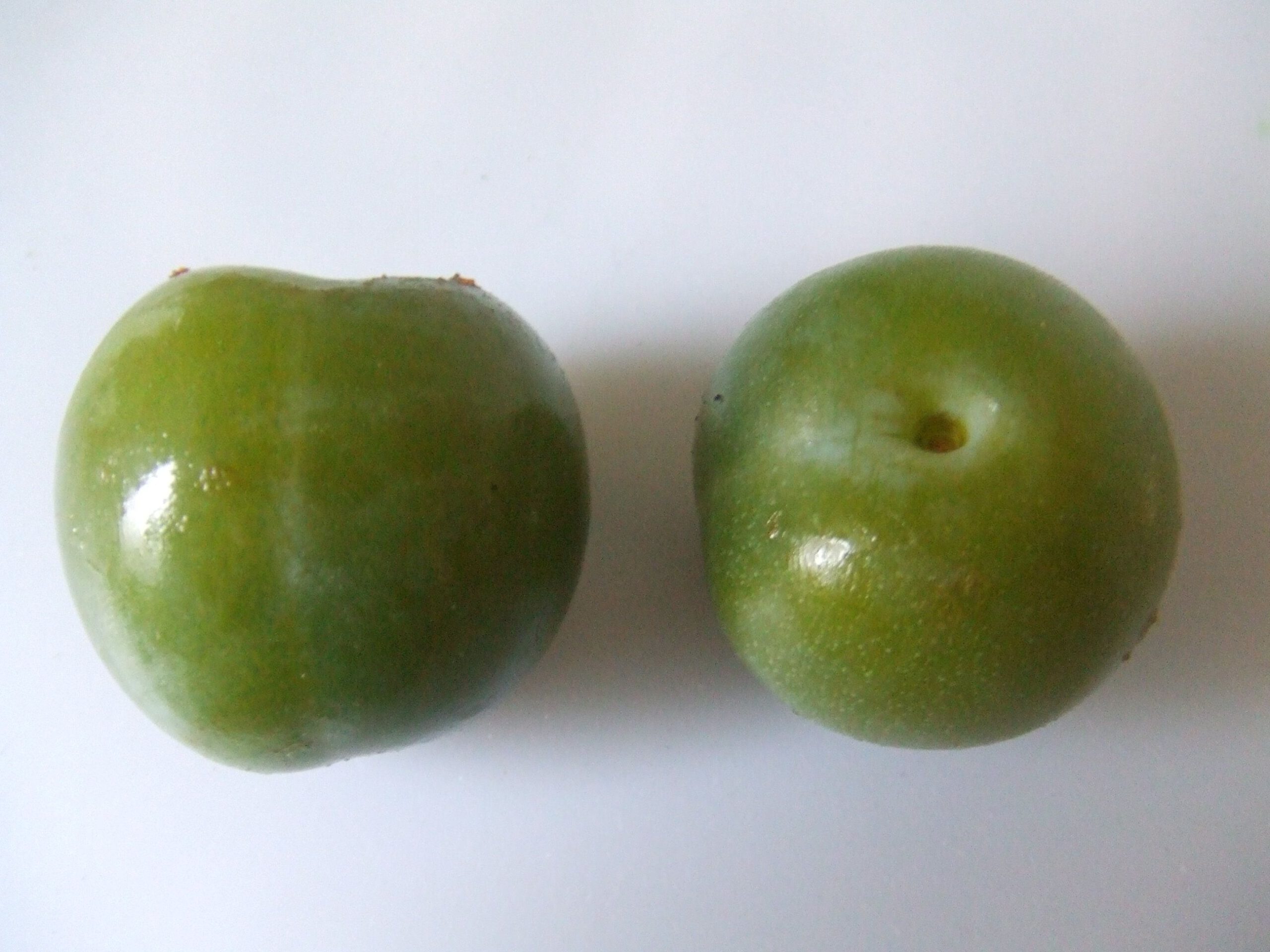 Prunus ‘Reine Claude Verte’ - Afbeelding 2