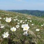 Pulsatilla 'Alba'