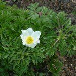 Pulsatilla 'Alba' - Afbeelding 2