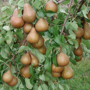 Pyrus ‘Beurré Hardy’