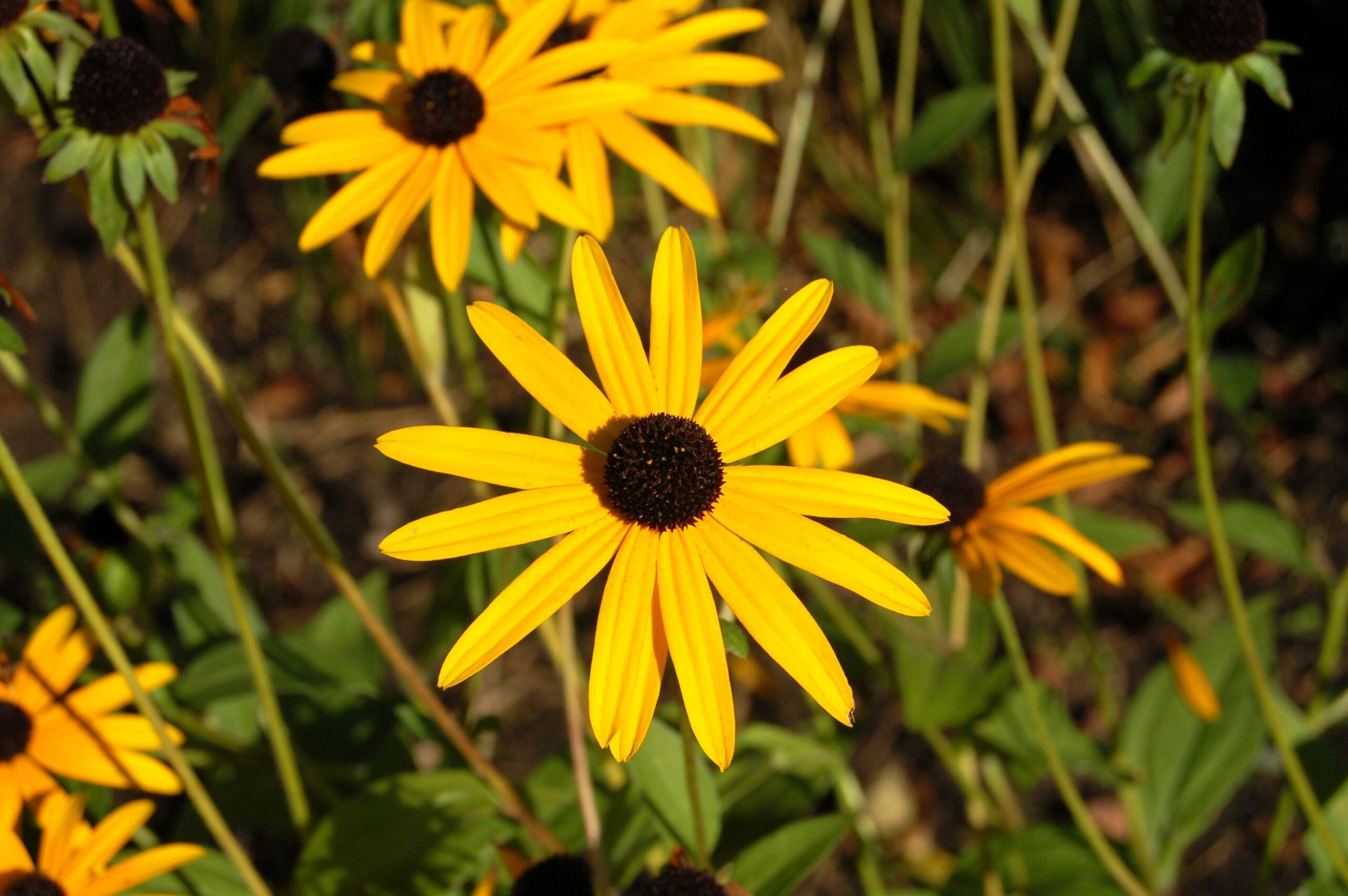 Rudbeckia ‘Goldsturm’ - Afbeelding 2
