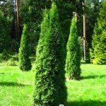 Thuja occidentalis 'Smaragd'