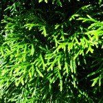 Thuja occidentalis 'Smaragd' - Afbeelding 3