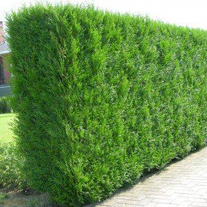 Thuja plicata 'Atrovierens'