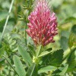 Trifolium rubens - Afbeelding 2