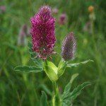 Trifolium rubens