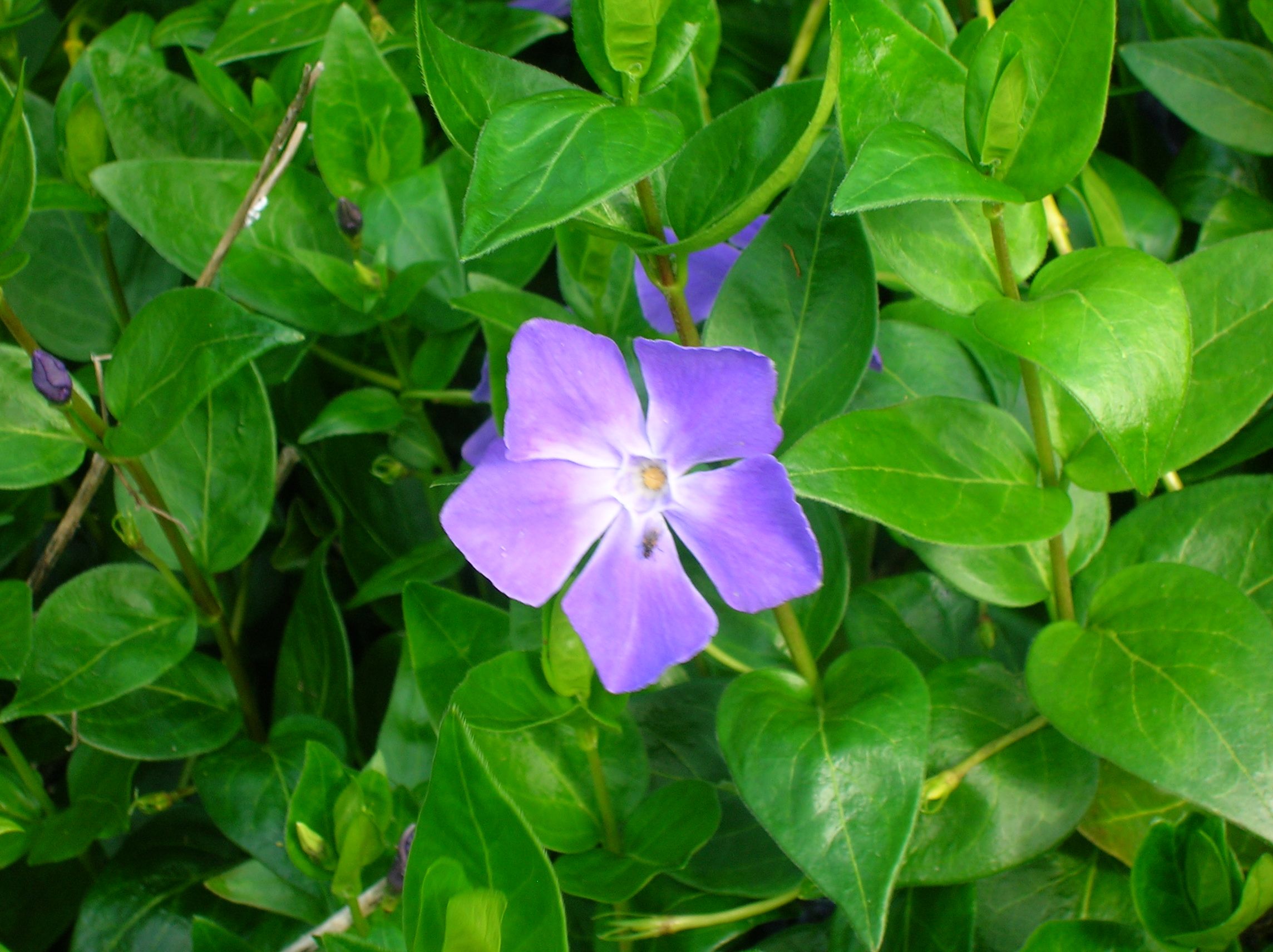 vinca