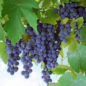 Vitis ‘Black Alicante’