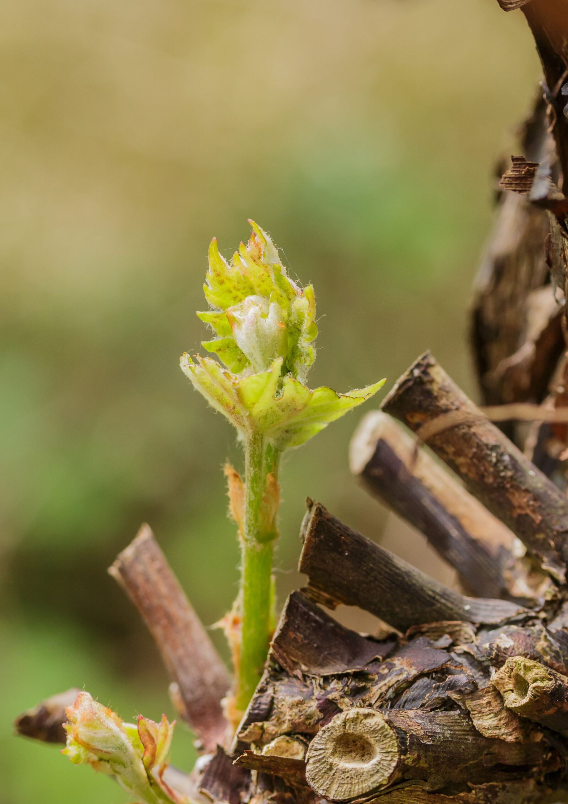 Vitis ‘Boskoop Glorie’ - Afbeelding 2