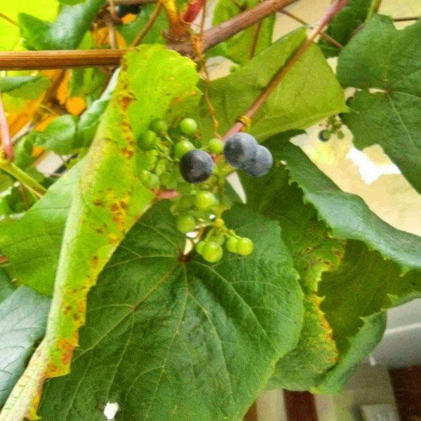 Bestel Vitis voordelig bij Plantenweelde
