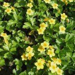 Waldsteinia ternata - Afbeelding 2