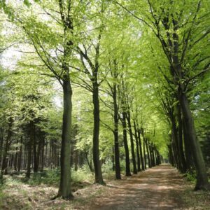 Bomen, niet leverbaar in zomermaanden