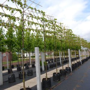 Bomen in pot, zomeraanplant