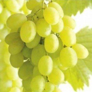vitis parel van zala