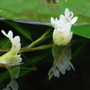 Waterplanten