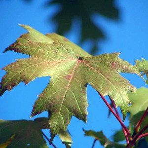 Acer freemanii Autumn Blaze 2