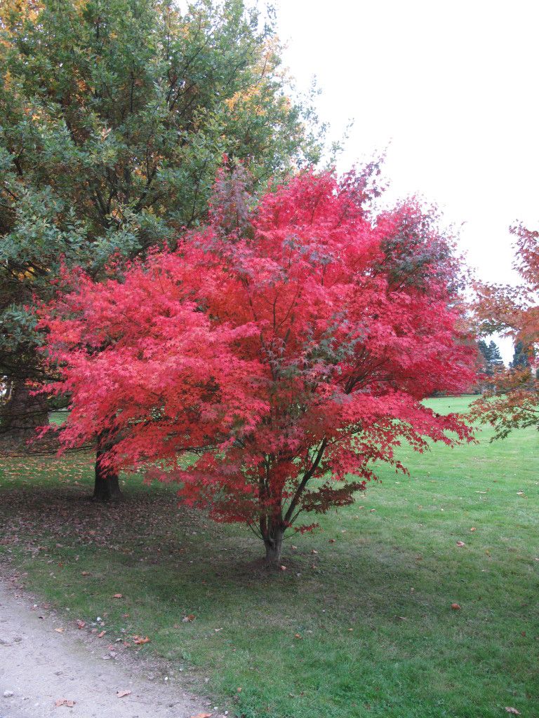 Bestel Acer palmatum ‘Atropurpureum’ voordelig bij Plantenweelde