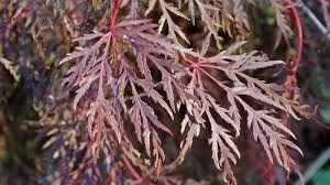 Acer palmatum ‘Inaba-Shidare’