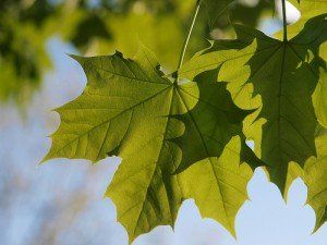 Acer plantanoides Emerald Queen