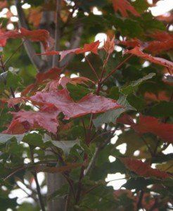 Acer plat. 'Fairview'