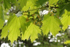 Acer platanoides 'Columnare' (2)