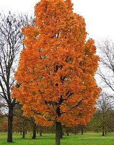Acer platanoides 'Columnare'