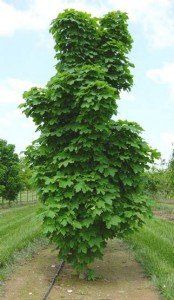 Acer platanoides 'Columnare' (3)