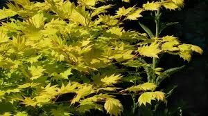 Acer shir. ‘Aureum’