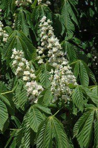 Aesculus hip. 'Fastigiata'